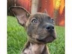 Adopt Fancy- Adopt Me! a Cattle Dog / American Staffordshire Terrier / Mixed dog