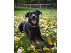 Adopt Aine a Black - with Gray or Silver Chesapeake Bay Retriever / German