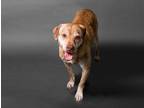 Adopt Dally a Labrador Retriever / Jindo / Mixed dog in San Diego, CA (36174236)