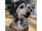 Adopt Tusky prev Sox DHH* a Gray/Silver/Salt & Pepper - with Black Wirehaired