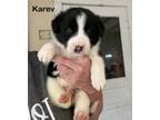 Adopt Karev a Karelian Bear Dog, Border Collie