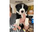 Adopt Jackson a Border Collie
