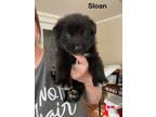 Adopt Sloan a Karelian Bear Dog, Border Collie