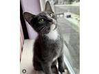 Adopt Daisy a Gray or Blue (Mostly) Domestic Shorthair / Mixed (short coat) cat