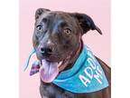 Adopt Flossy- Adopt Me! a Cattle Dog / American Staffordshire Terrier / Mixed