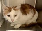 Adopt Callie Gypsy 55664 a Orange or Red Tabby Domestic Shorthair / Mixed (short