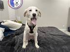 Adopt Carrots a White Great Pyrenees / Golden Retriever / Mixed dog in Portland