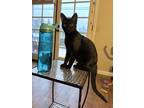 Adopt Amy March a All Black Domestic Shorthair (short coat) cat in Escondido
