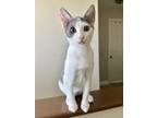 Adopt Beth March a Gray or Blue Domestic Shorthair (short coat) cat in