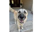 Adopt Brady a German Shepherd Dog, Akita