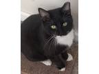 Adopt Quay a Black & White or Tuxedo Domestic Shorthair (short coat) cat in