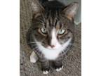 Adopt Miles a Brown Tabby Domestic Shorthair (short coat) cat in Kensington