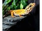 Adopt Flame a Gecko