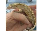 Adopt Agadore a Gecko