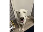 Adopt Charlee a White Siberian Husky / Shepherd (Unknown Type) / Mixed dog in
