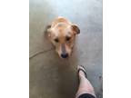 Adopt Carmina a Tan/Yellow/Fawn Labrador Retriever / Mixed dog in Dana Point
