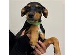 Adopt Jazzy a Mixed Breed (Medium) / Mixed dog in Rancho Santa Fe, CA (38728585)