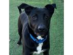 Adopt Banks a Black Labrador Retriever dog in Whitestone, NY (36755770)