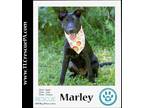 Adopt Marley (Lovable Leys) 071523 a Black Labrador Retriever / Shepherd