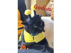Adopt Godiva a All Black Domestic Shorthair / Mixed (short coat) cat in
