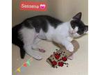 Adopt Sassena a Gray or Blue (Mostly) Domestic Shorthair / Mixed (short coat)