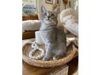 Adopt Pearl a Gray, Blue or Silver Tabby Domestic Shorthair / Mixed (short coat)