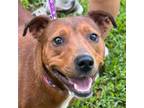 Adopt Janet a Brown/Chocolate - with White Labrador Retriever / Hound (Unknown