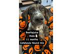 Adopt Beetlejuice a Hound (Unknown Type) / Mixed Breed (Medium) / Mixed dog in