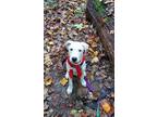 Adopt Caramelle a White Labrador Retriever / Pit Bull Terrier dog in Merrifield