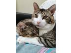 Adopt TWO AMIGOS a Brown Tabby Domestic Shorthair (short coat) cat in Stratford