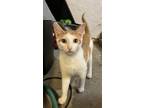 Adopt Norman Bates a Orange or Red (Mostly) Domestic Shorthair / Mixed (short