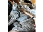 Adopt Ashford a Gray or Blue Korat / Mixed (medium coat) cat in Oxford