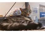 Adopt India Star a Brown Tabby Domestic Shorthair / Mixed (short coat) cat in