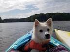 Adopt Cody a White Eskimo Spitz / Pomeranian dog in Youngsville, NC (38861335)