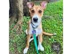 Adopt Porthos a Mixed Breed