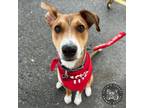 Adopt Porthos a Mixed Breed