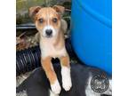 Adopt Porthos a Mixed Breed