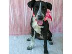Adopt Zodiac a Black Border Collie / Mixed dog in Wadena, MN (38825898)