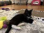 Adopt Tim a Domestic Short Hair