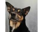 Adopt CLYDE a German Shepherd Dog