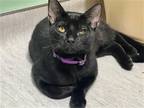 Adopt MITSU a All Black Domestic Mediumhair / Mixed (medium coat) cat in Tustin