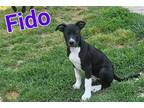 Adopt Fido a White - with Black Great Dane / Mixed dog in Rutledge