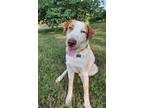 Adopt Scout a White - with Red, Golden, Orange or Chestnut Hound (Unknown Type)