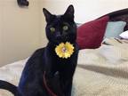 Adopt Milli a All Black Domestic Shorthair / Mixed (short coat) cat in Crescent