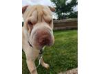 Adopt Walton a Tan/Yellow/Fawn Shar Pei / Mixed dog in Colorado Springs