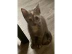 Adopt Ruthie a Calico or Dilute Calico Domestic Shorthair / Mixed cat in