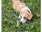 Adopt Ruby a White - with Tan, Yellow or Fawn Beagle / Mixed dog in Derry