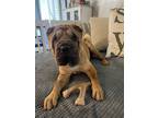 Adopt Mateo a Tan/Yellow/Fawn Shar Pei / Mixed dog in Lake Forest, CA (38808956)