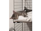 Adopt Hansel a Tabby