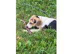 Adopt Clyde a Tricolor (Tan/Brown & Black & White) Beagle / Mixed dog in Derry